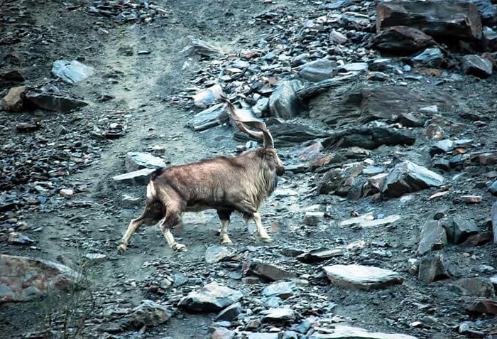 Tooshi Game Reserve in Chitral